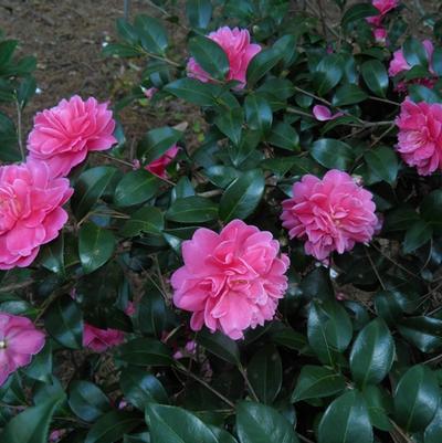 Camellia x Autumn Spirit