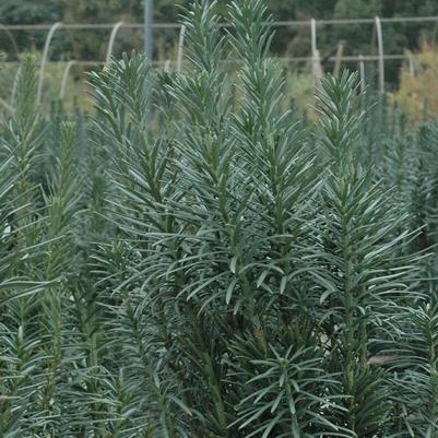 Cephalotaxus harringtonia var. drupacea 