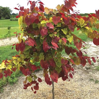 Cercis canadensis Flamethrower®