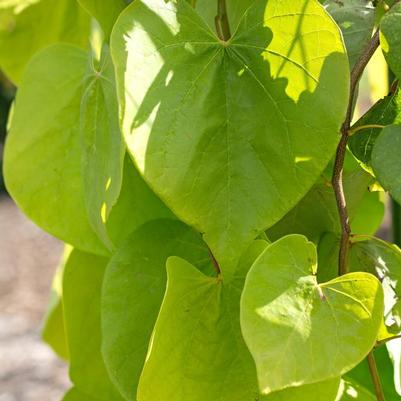 Cercis canadensis Golden Falls®