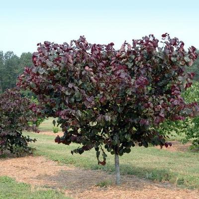 Cercis x Merlot