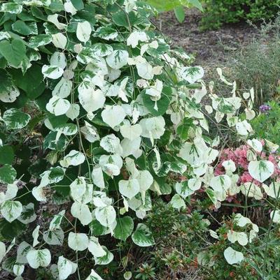 Cercis canadensis Whitewater