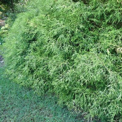 Chamaecyparis pisifera Filifera Aureovariegata