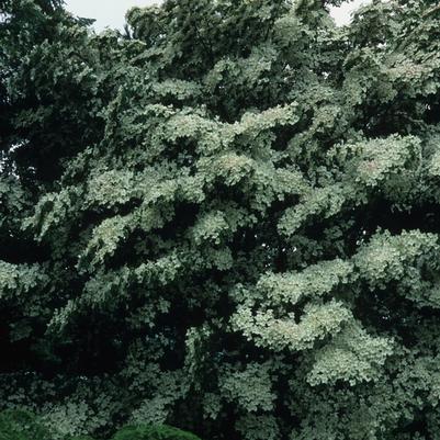 Cornus kousa var. chinensis 