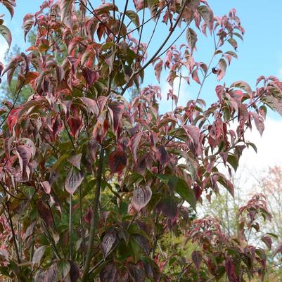 Cornus x Celestial Shadow
