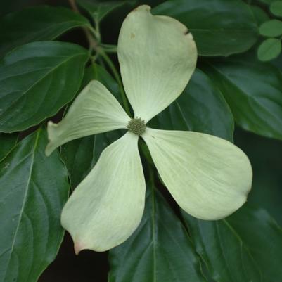 Cornus x Constellation®