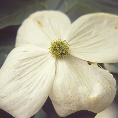 Cornus x Venus