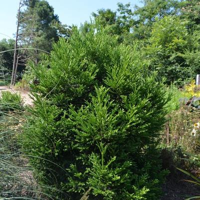 Cryptomeria japonica Gyokuryu