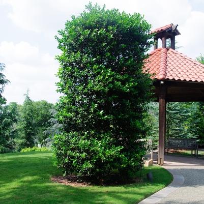 Ilex x Nellie R. Stevens