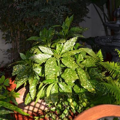 Aucuba japonica Gold Dust