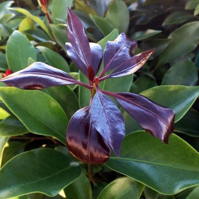 Illicium anisatum Murasaki-no-sato