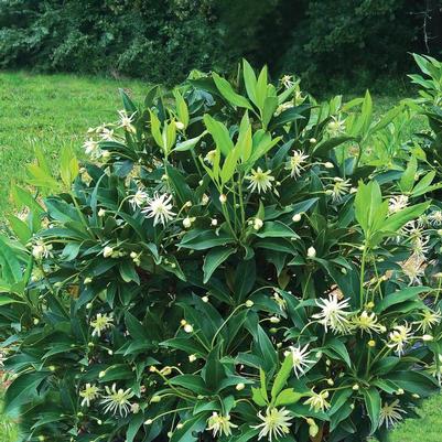 Illicium x Orion™