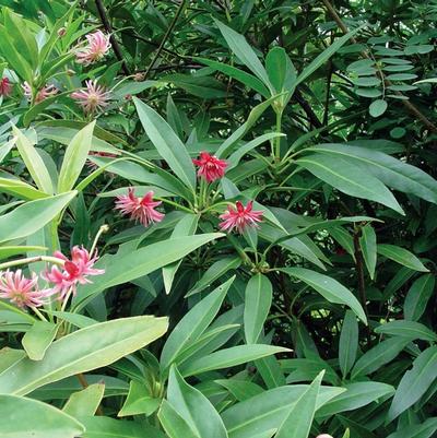 Illicium x Woodland Ruby