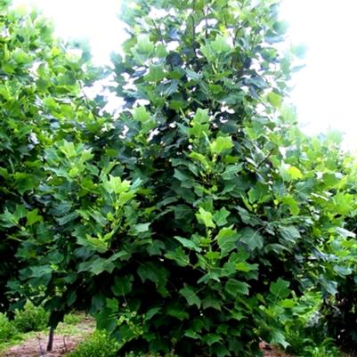 Liriodendron tulipfera Emerald City