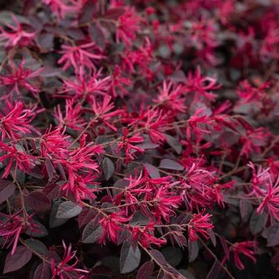 Loropetalum chinense Cerise Charm