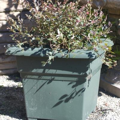Loropetalum chinense var. rubrum Daruma