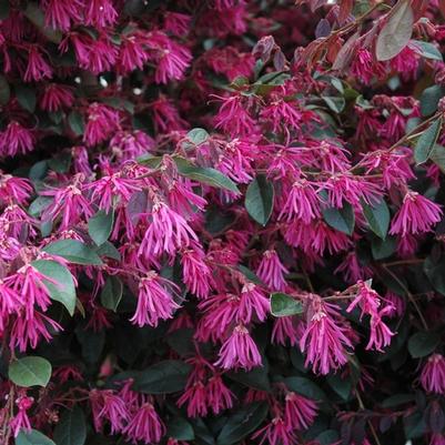 Loropetalum chinense f. rubrum Zhuzhou Fuchsia