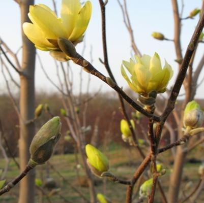 Magnolia x Butterflies