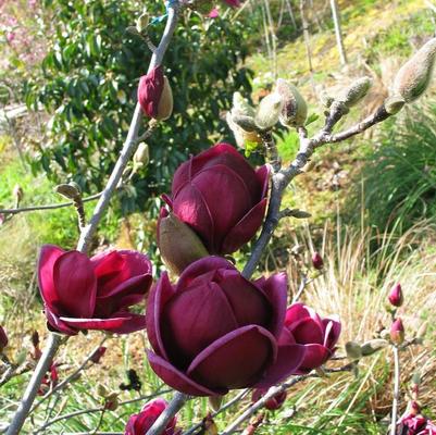 Magnolia x Genie
