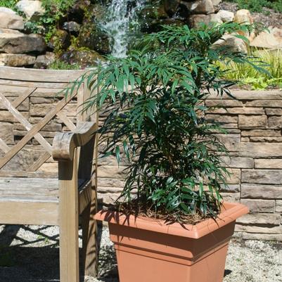 Mahonia confusa Nari Hira