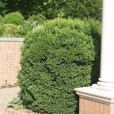 Buxus microphylla John Baldwin