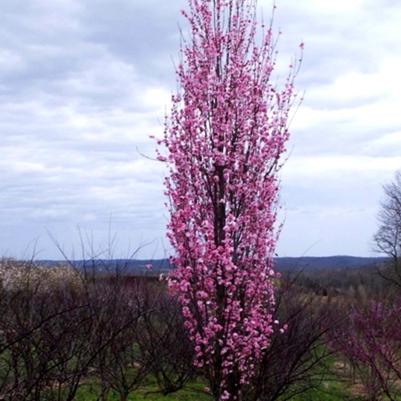 Prunus persica Corinthian Rose