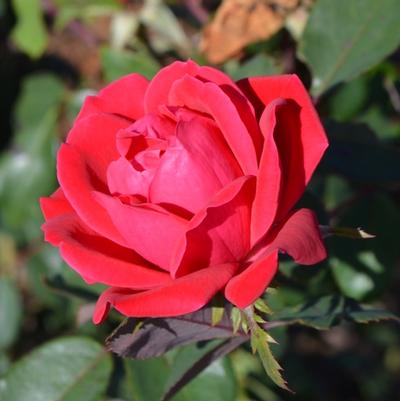 Rosa Radtko