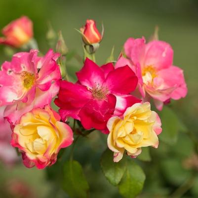 Rosa x Campfire Pink