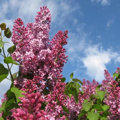 Syringa Crimson Doll™
