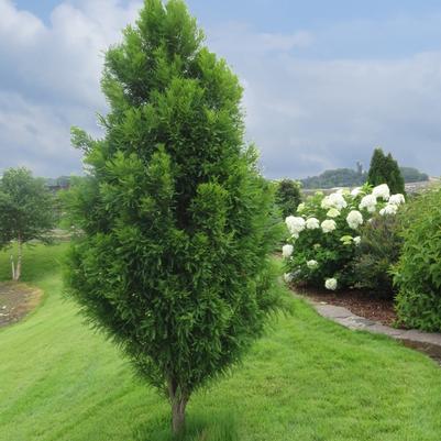 Taxodium distichum Lindsey's Skyward™