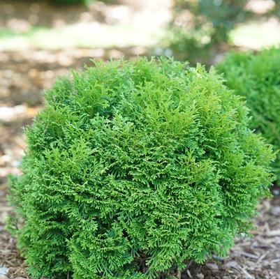 Thuja occidentalis Tater Tot®