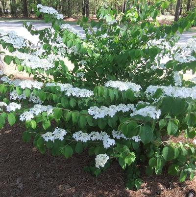 Viburnum plicatum Shasta
