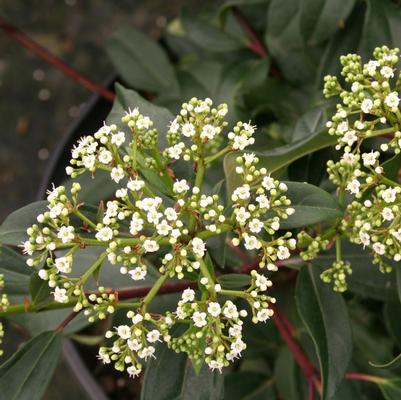 Viburnum x Moonlit Lace®
