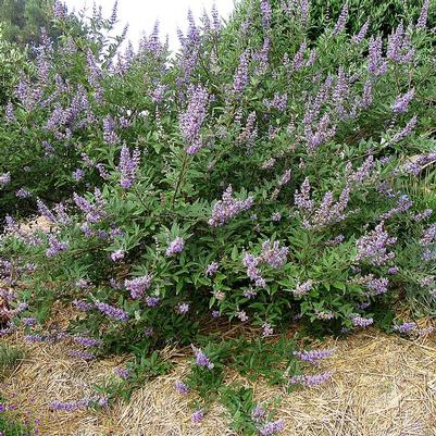 Vitex Summertime Blues®