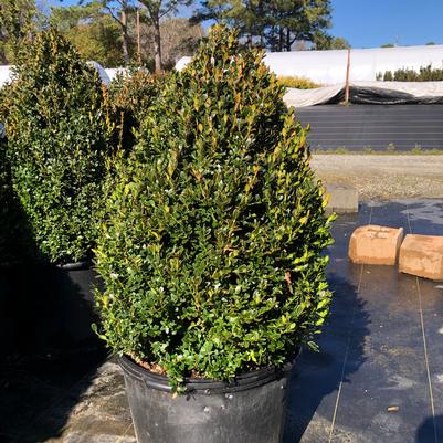 Buxus x Green Mountain