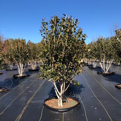 Camellia sasanqua Cotton Candy