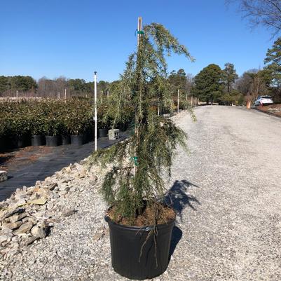 Cedrus deodara Feelin' Blue