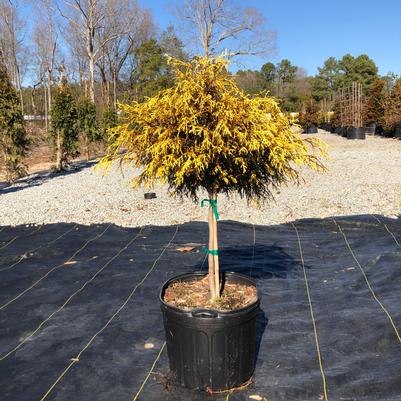 Chamaecyparis pisifera Golden Mop