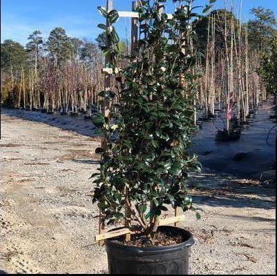 Camellia sasanqua Our Linda