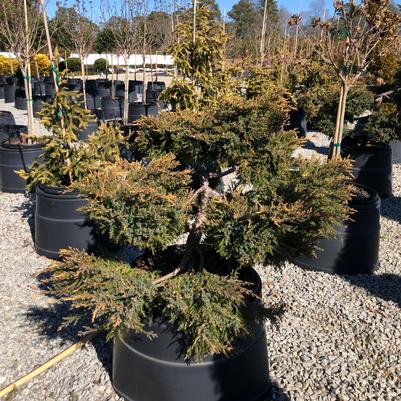 Juniperus chinensis Daub's Frosted