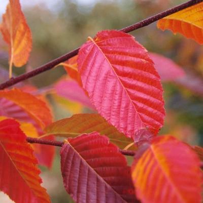 Carpinus caroliniana 