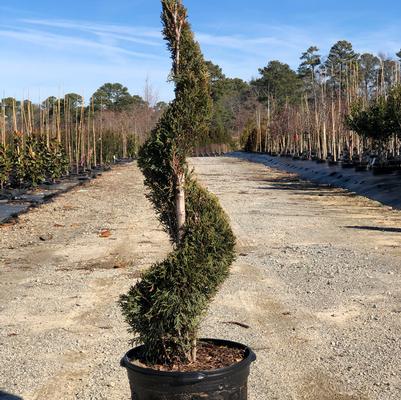 Thuja occidentalis Emerald