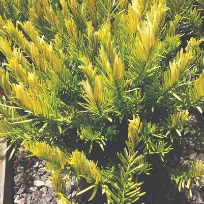 Cephalotaxus harringtonia Golden Dragon™