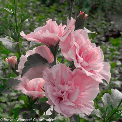 Hibiscus syriacus Pink Chiffon