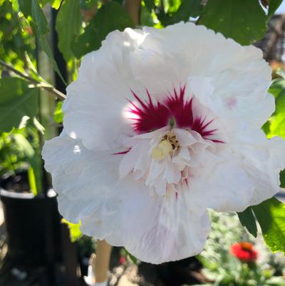 Hibiscus syriacus Bali