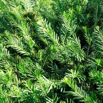 Cephalotaxus harringtonia Hedgehog