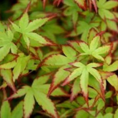 Acer palmatum Kashima