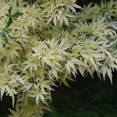 Acer palmatum Butterfly