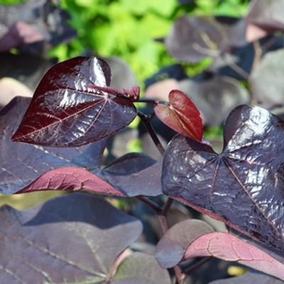 Cercis canadensis Black Pearl®