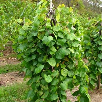 Cercis canadensis Lavender Twist®